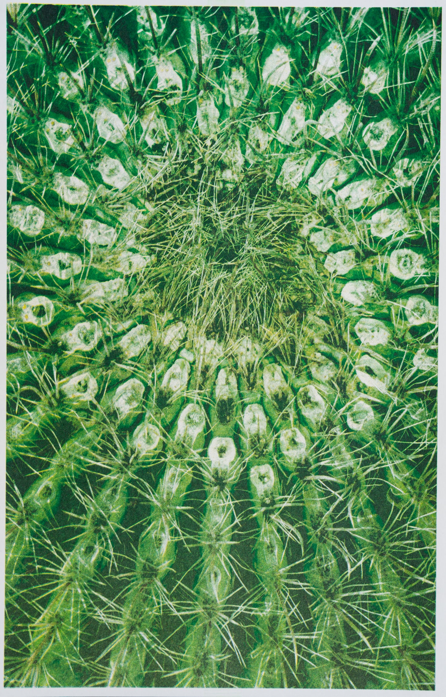 Cactus Spiral (Risograph Print)