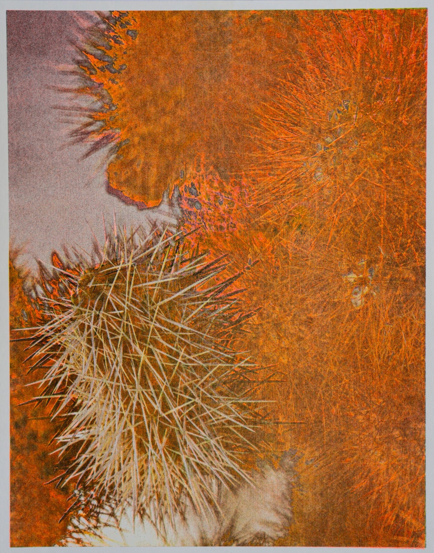 Cholla (Risograph Print)